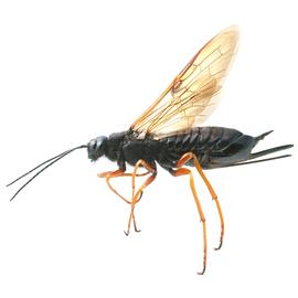   Sirex noctilio  female pale form lateral habitus; photo by H. Goulet, CNC 
